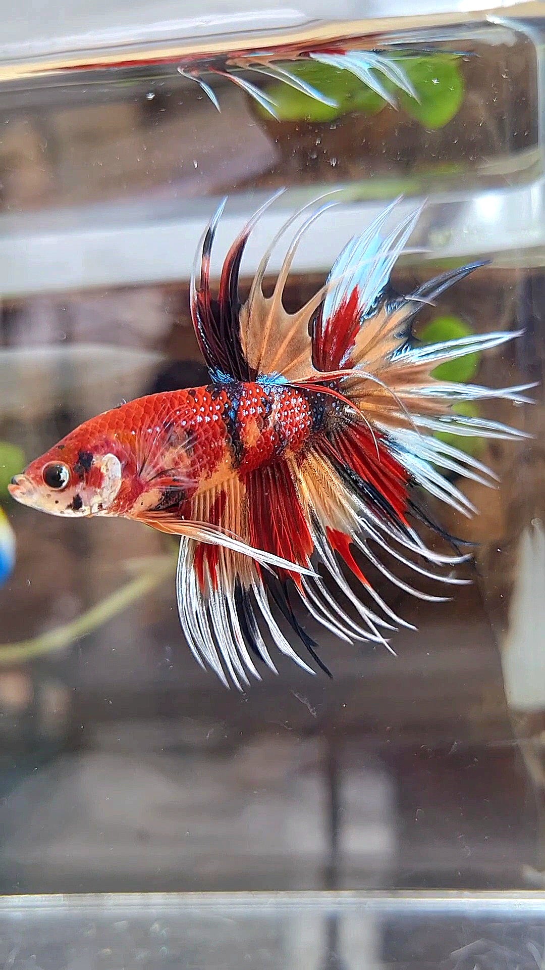 CROWNTAIL ORANGE RED MULTICOLOR METTALIC BETTA FISH