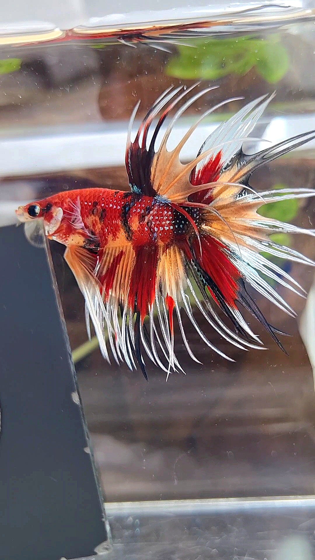 CROWNTAIL ORANGE RED MULTICOLOR METTALIC BETTA FISH
