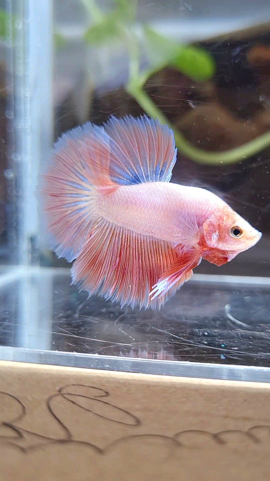 BONSAI HALFMOON PINK BETTA FISH