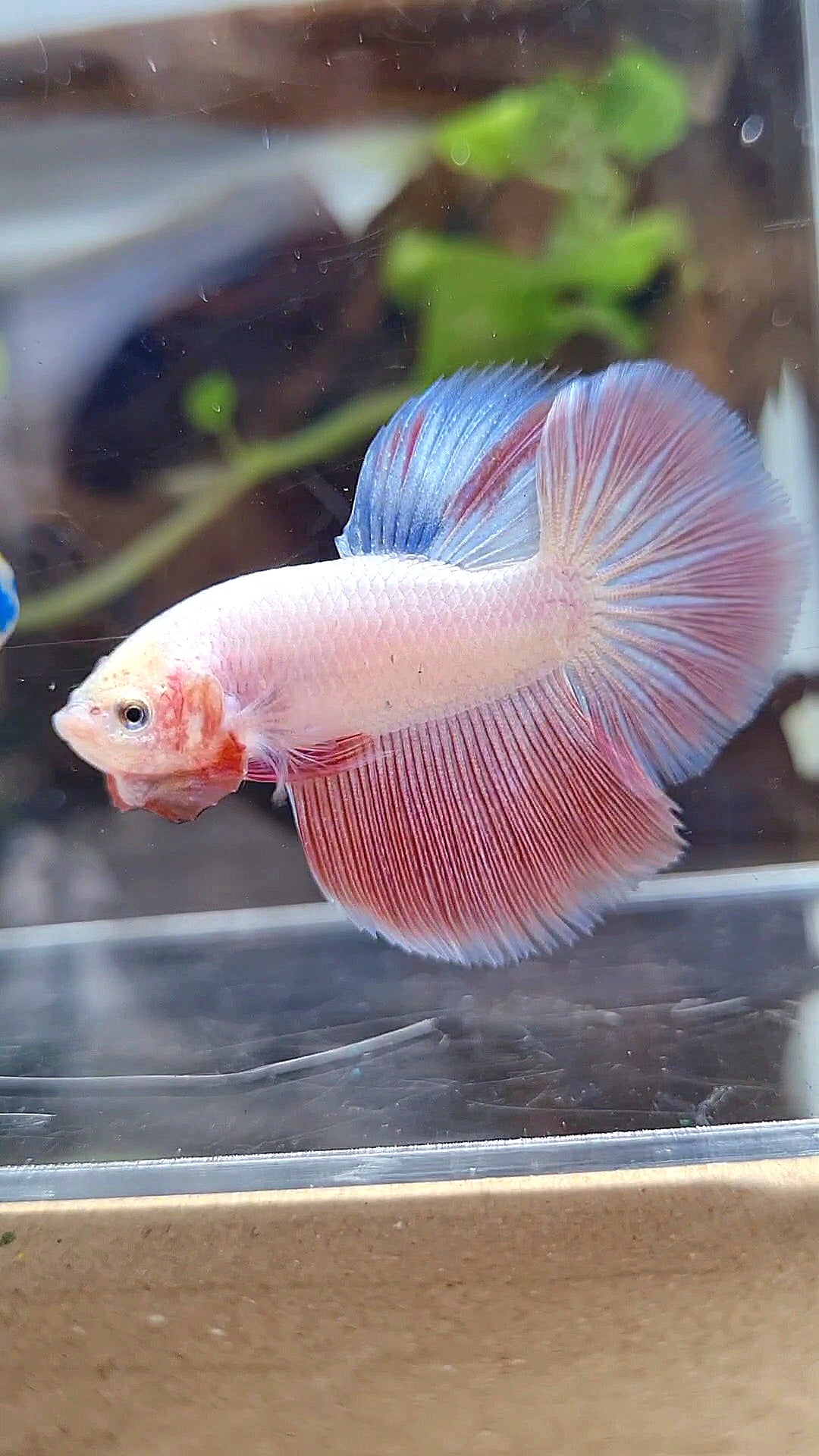 HALFMOON PINK BETTA FISH