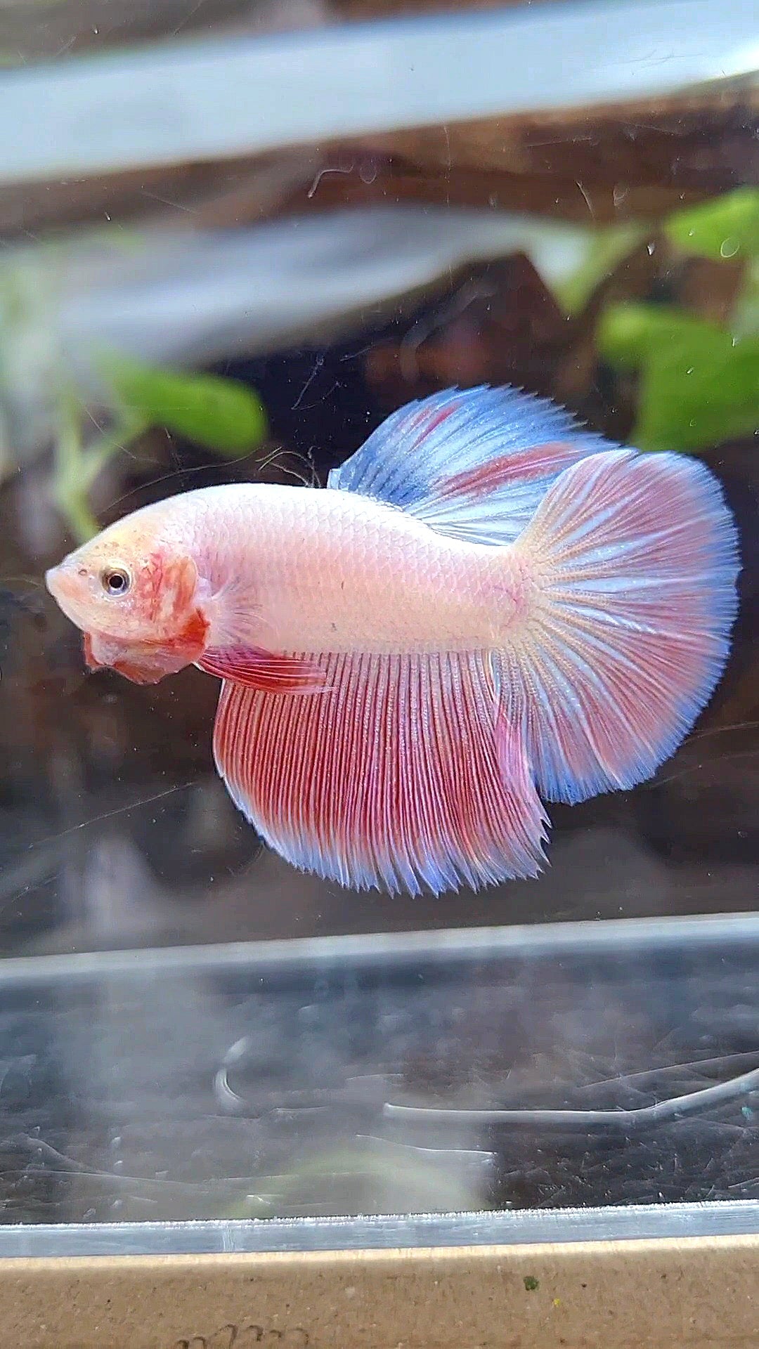 HALFMOON PINK BETTA FISH