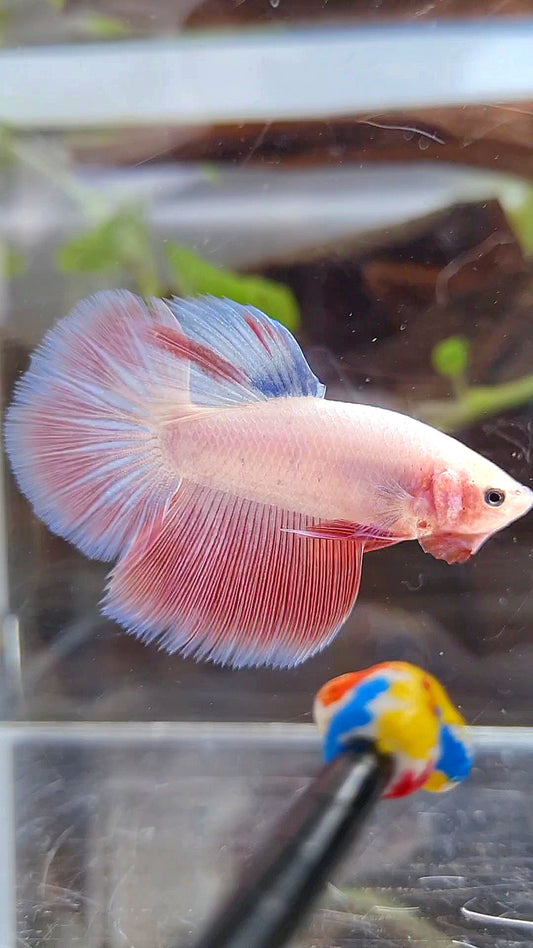 HALFMOON PINK BETTA FISH