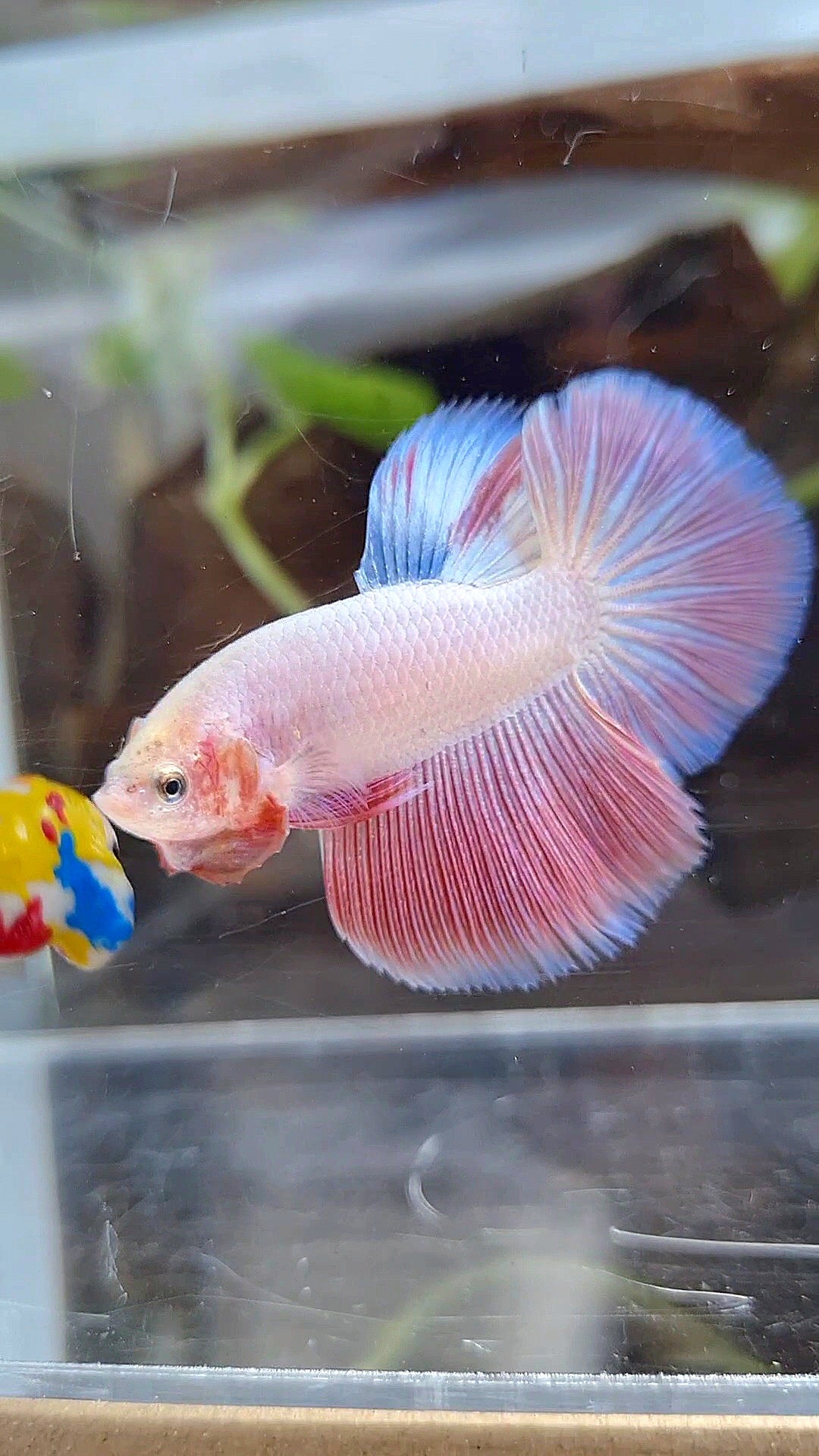 HALFMOON PINK BETTA FISH