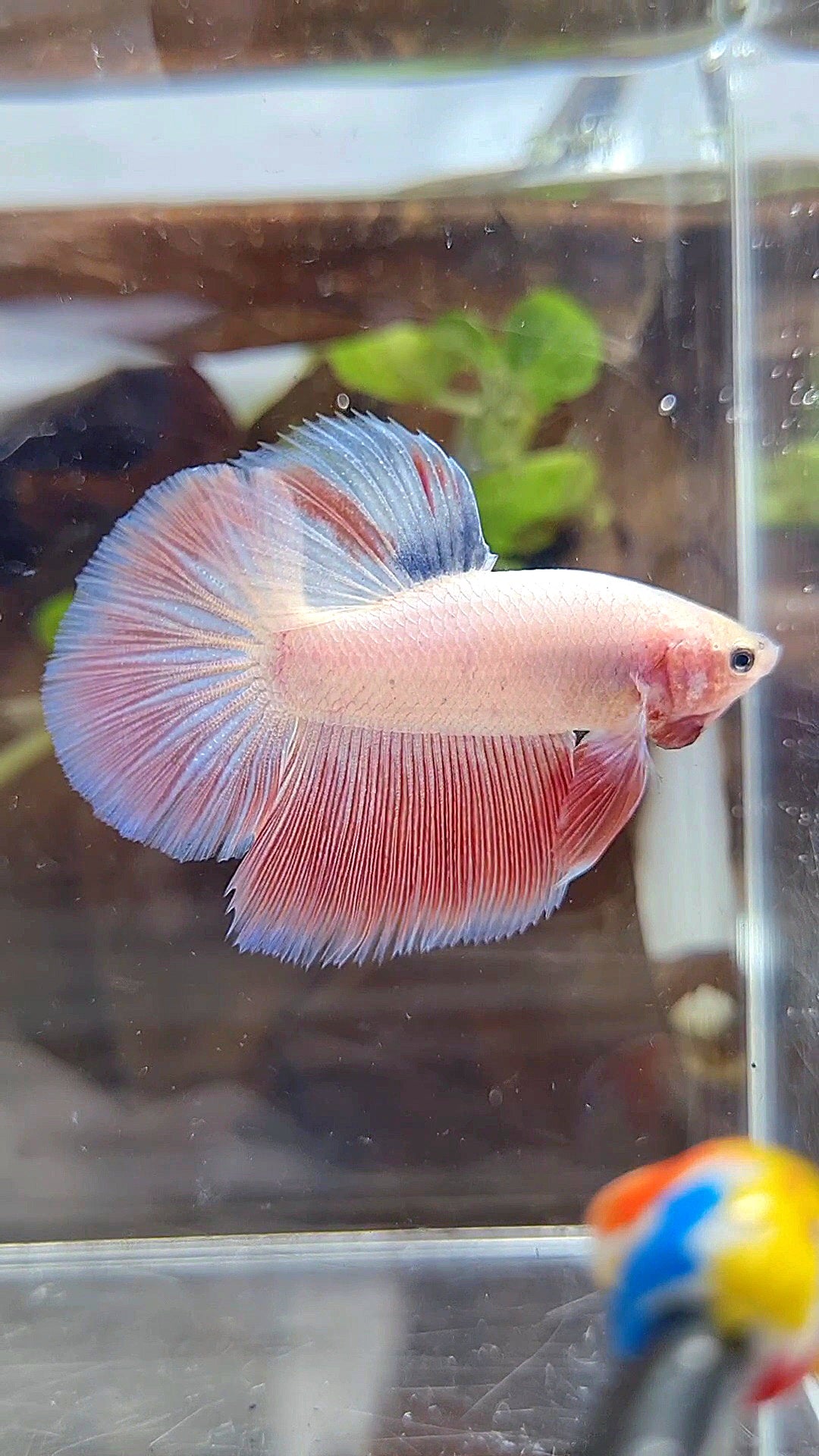 HALFMOON PINK BETTA FISH