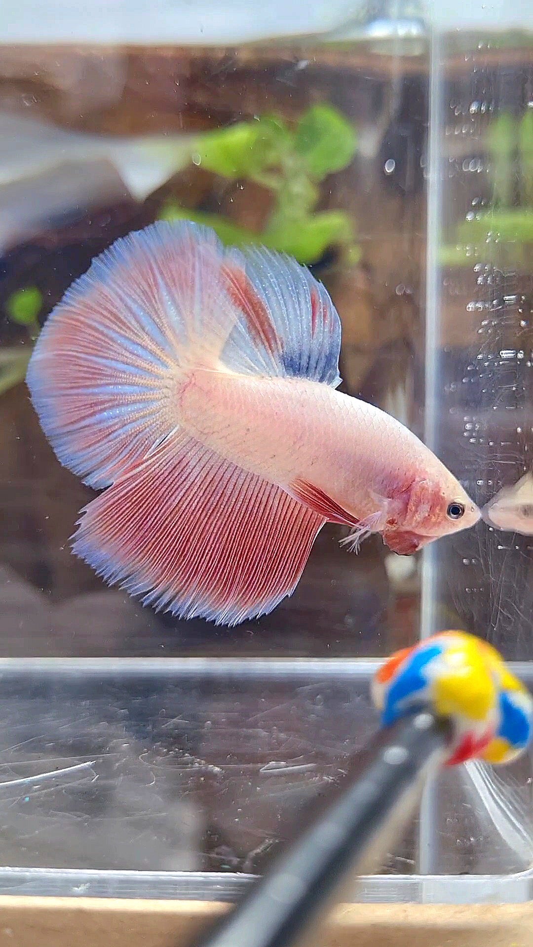 HALFMOON PINK BETTA FISH
