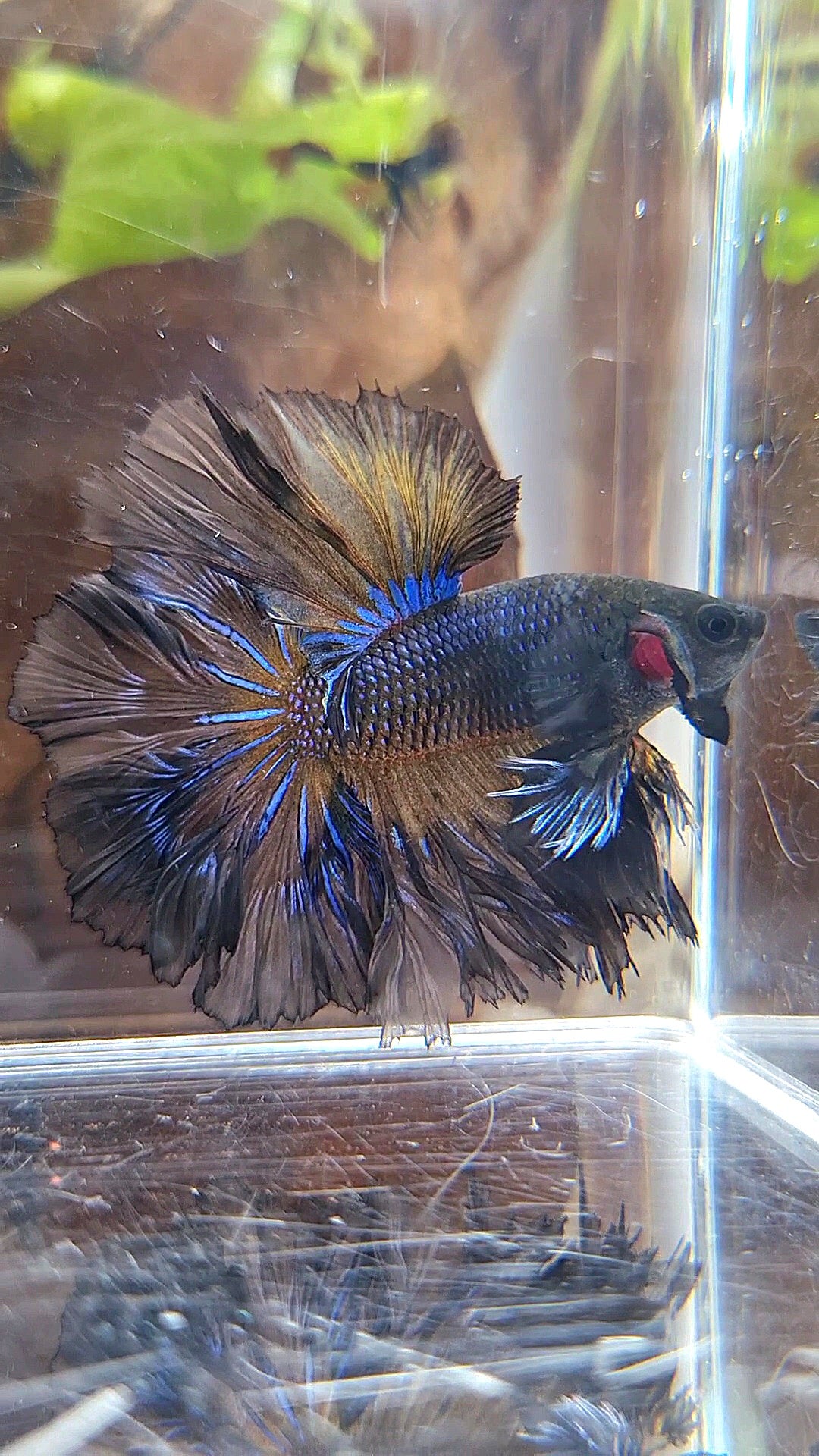 KING ROSETAIL HALFMOON BLACK YELLOW WASH BETTA FISH