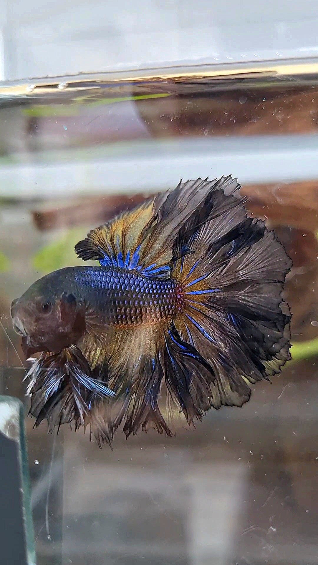 KING ROSETAIL HALFMOON BLACK YELLOW WASH BETTA FISH