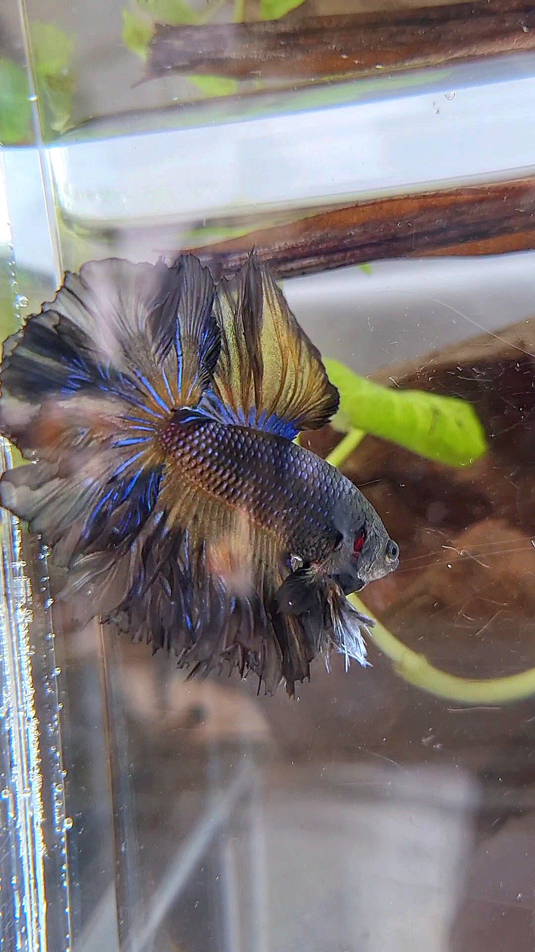 KING ROSETAIL HALFMOON BLACK YELLOW WASH BETTA FISH