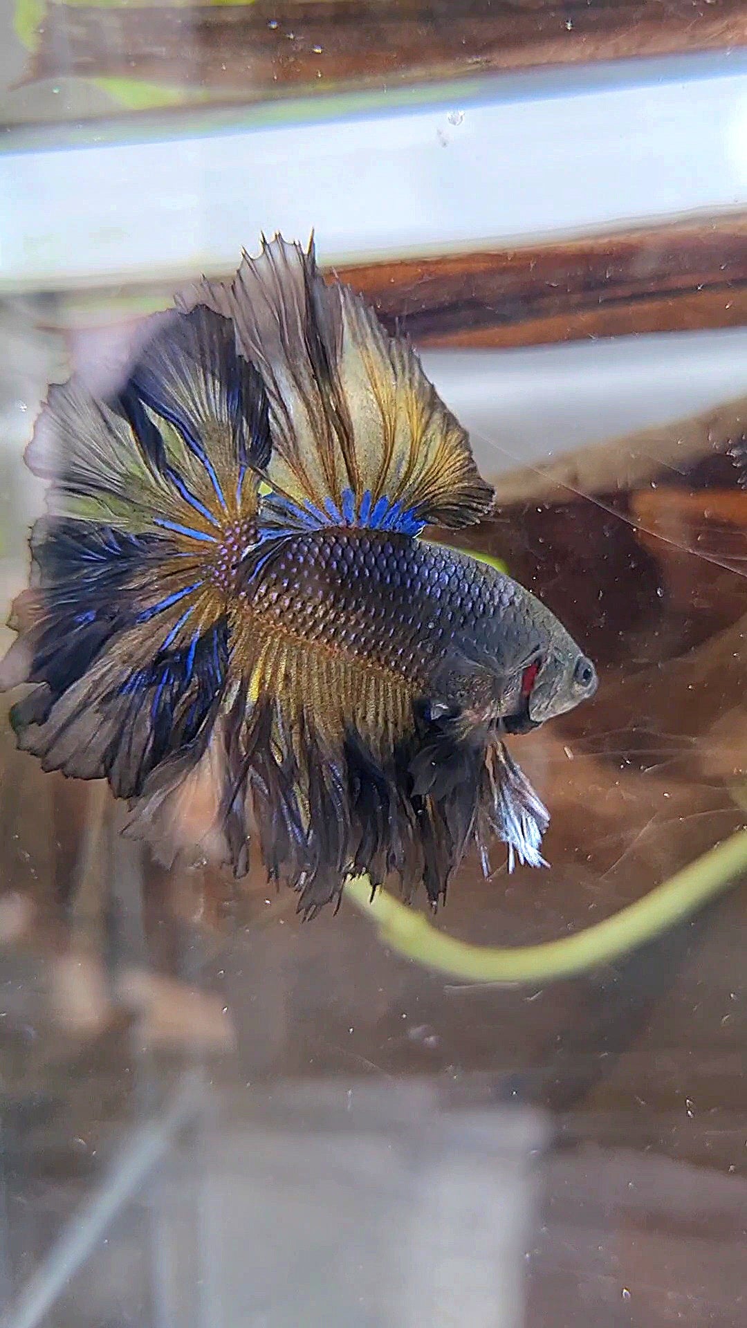 KING ROSETAIL HALFMOON BLACK YELLOW WASH BETTA FISH