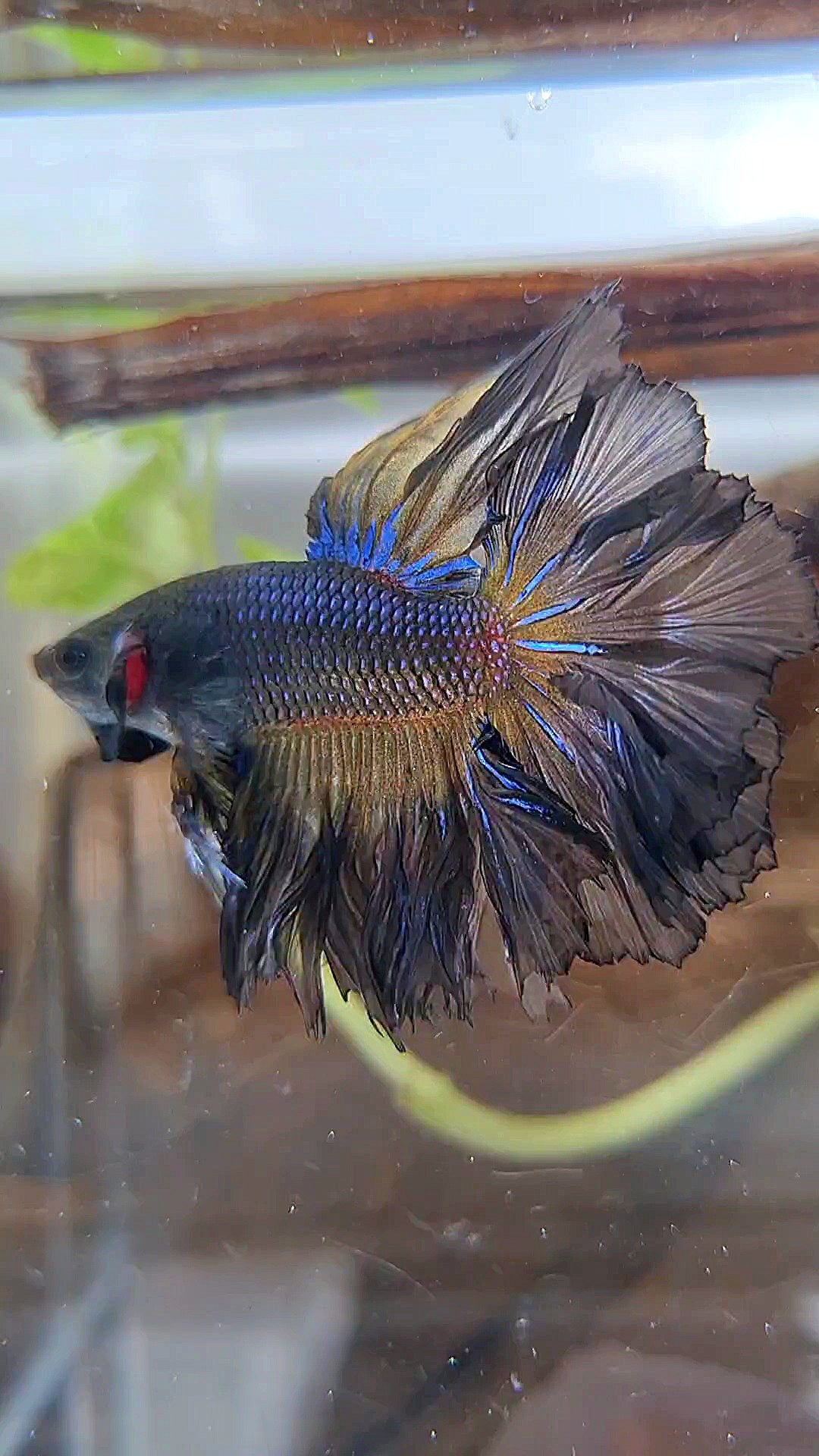KING ROSETAIL HALFMOON BLACK YELLOW WASH BETTA FISH