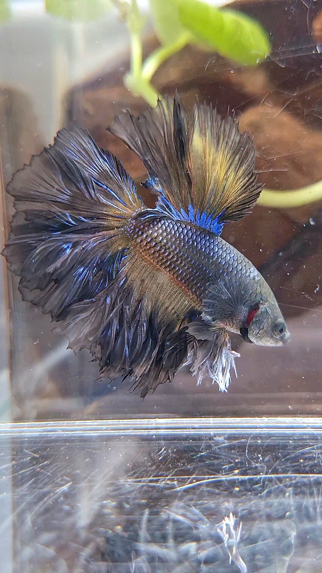 KING ROSETAIL HALFMOON BLACK YELLOW WASH BETTA FISH