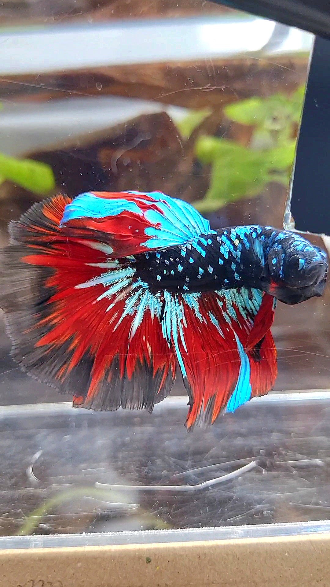 HALFMOON ROSETAIL BLACKSTAR GALAXY AVATAR BLUE VAMPIRE BETTA FISH