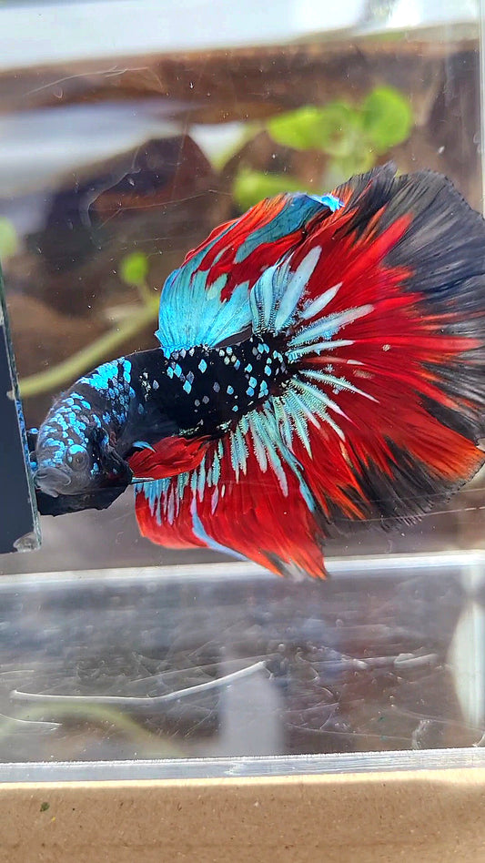HALFMOON ROSETAIL BLACKSTAR GALAXY AVATAR BLUE VAMPIRE BETTA FISH