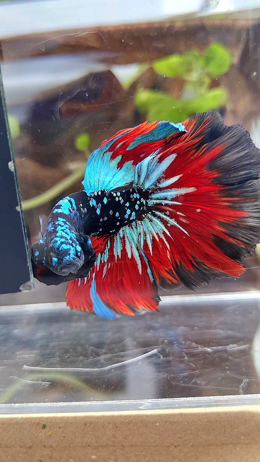 HALFMOON ROSETAIL BLACKSTAR GALAXY AVATAR BLUE VAMPIRE BETTA FISH