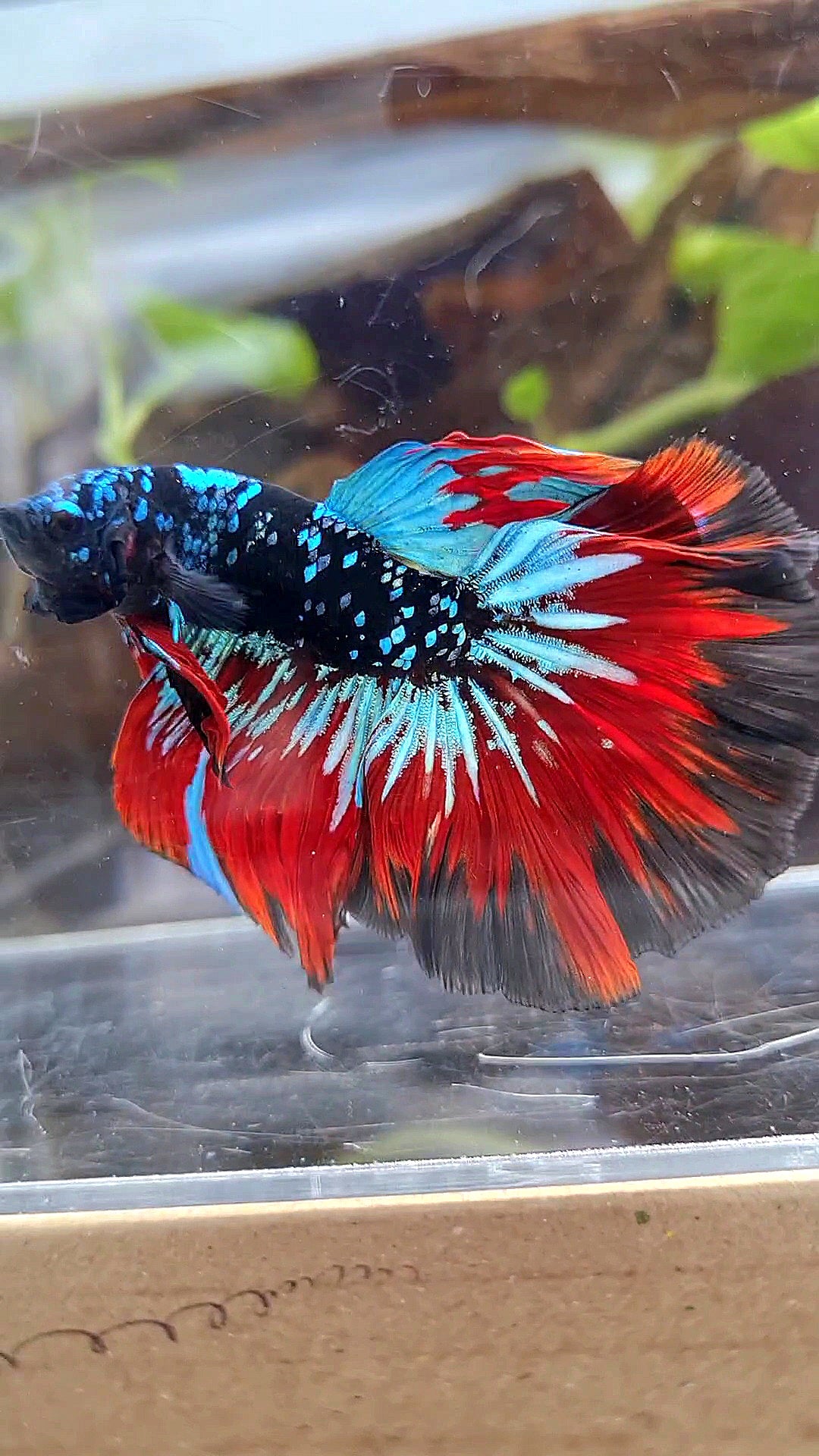 HALFMOON ROSETAIL BLACKSTAR GALAXY AVATAR BLUE VAMPIRE BETTA FISH