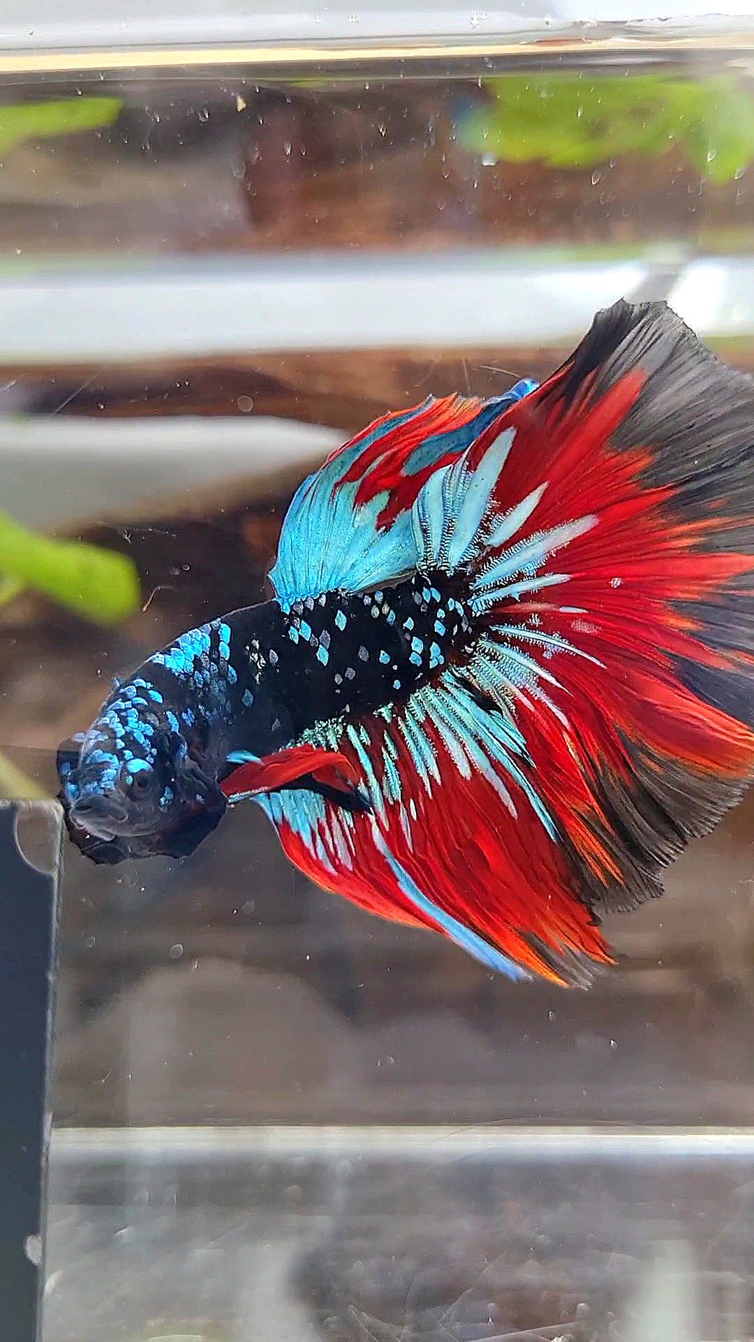 HALFMOON ROSETAIL BLACKSTAR GALAXY AVATAR BLUE VAMPIRE BETTA FISH