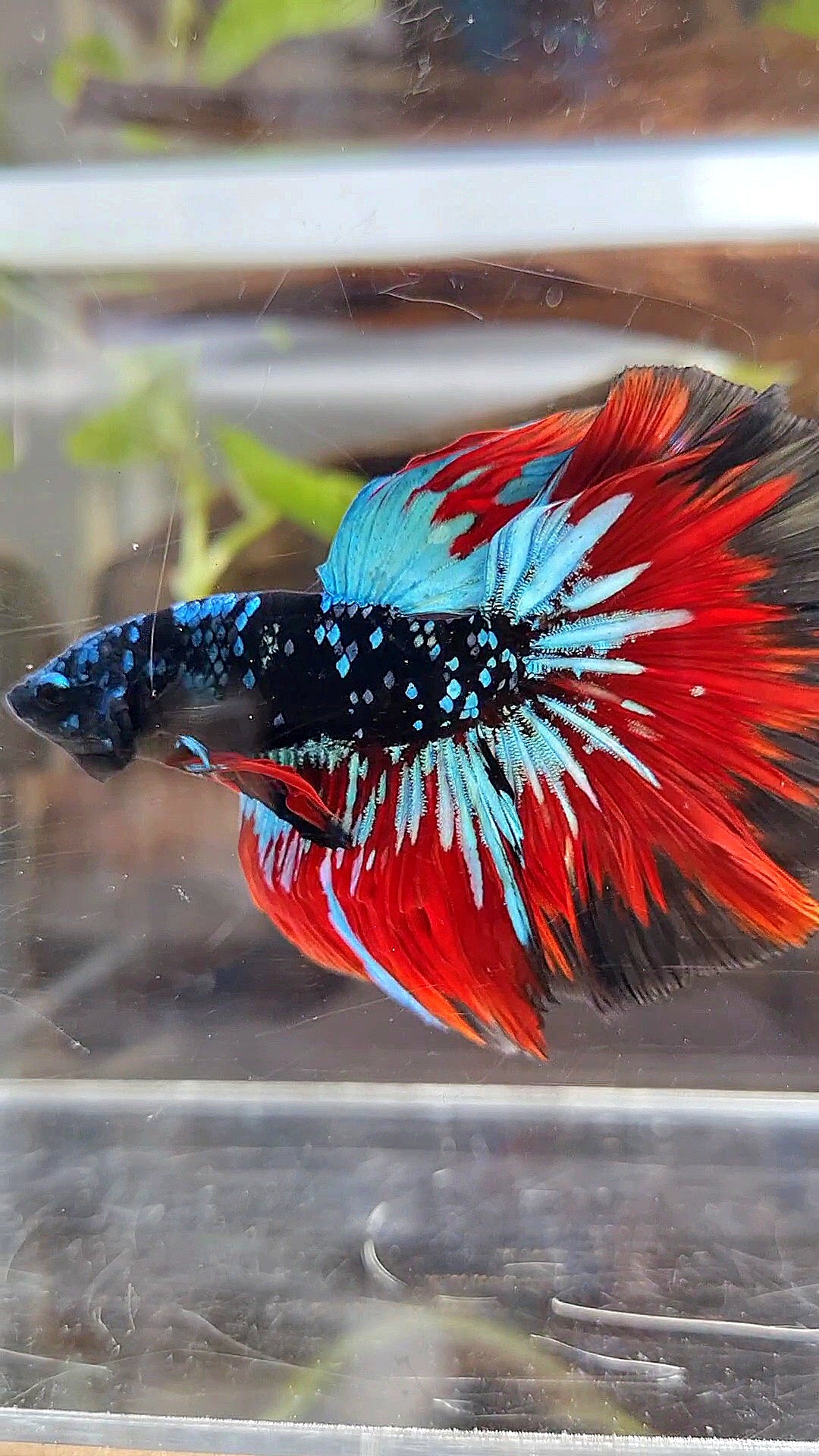 HALFMOON ROSETAIL BLACKSTAR GALAXY AVATAR BLUE VAMPIRE BETTA FISH