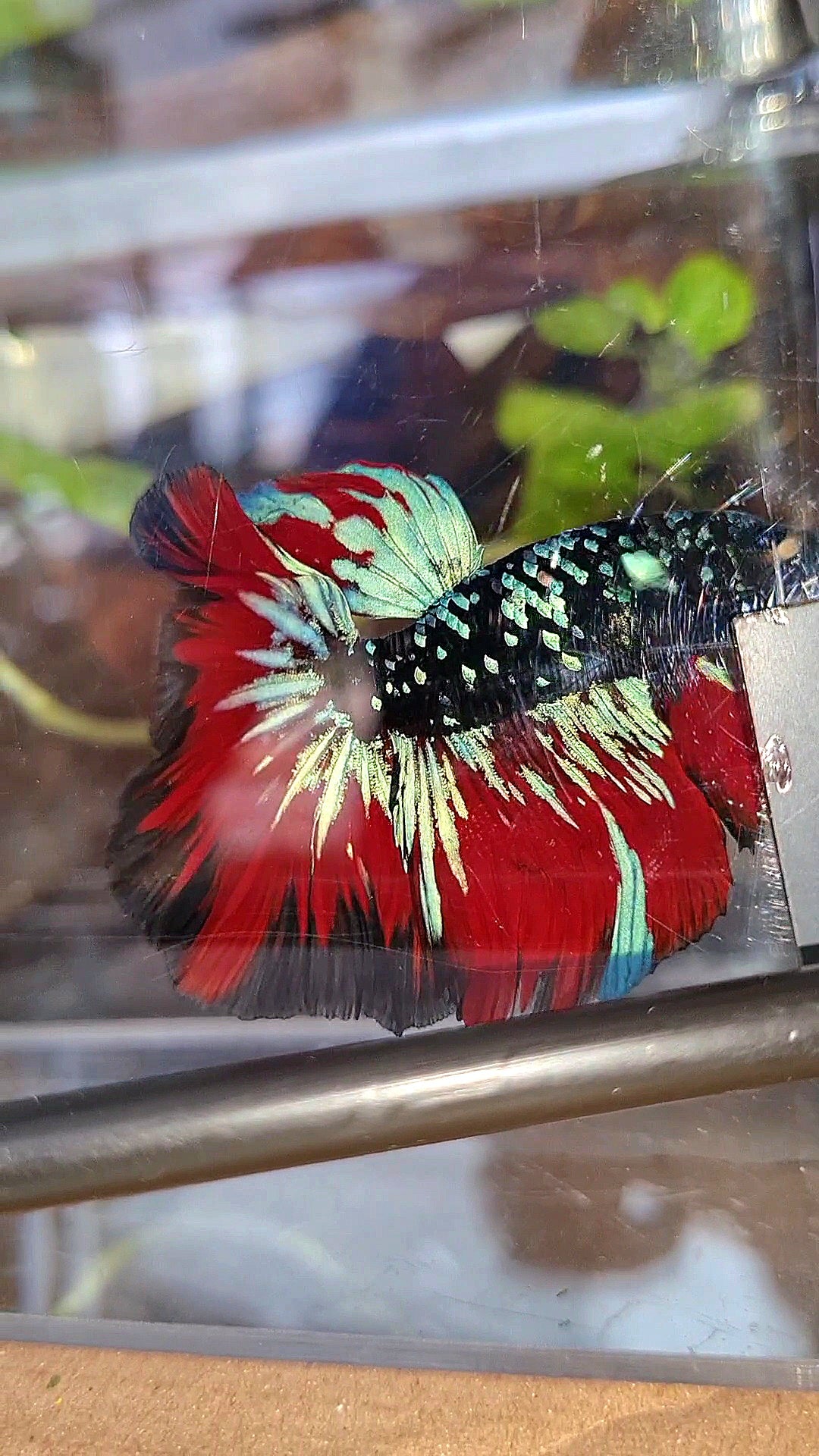 HALFMOON ROSETAIL BLACKSTAR GALAXY AVATAR BLUE VAMPIRE BETTA FISH