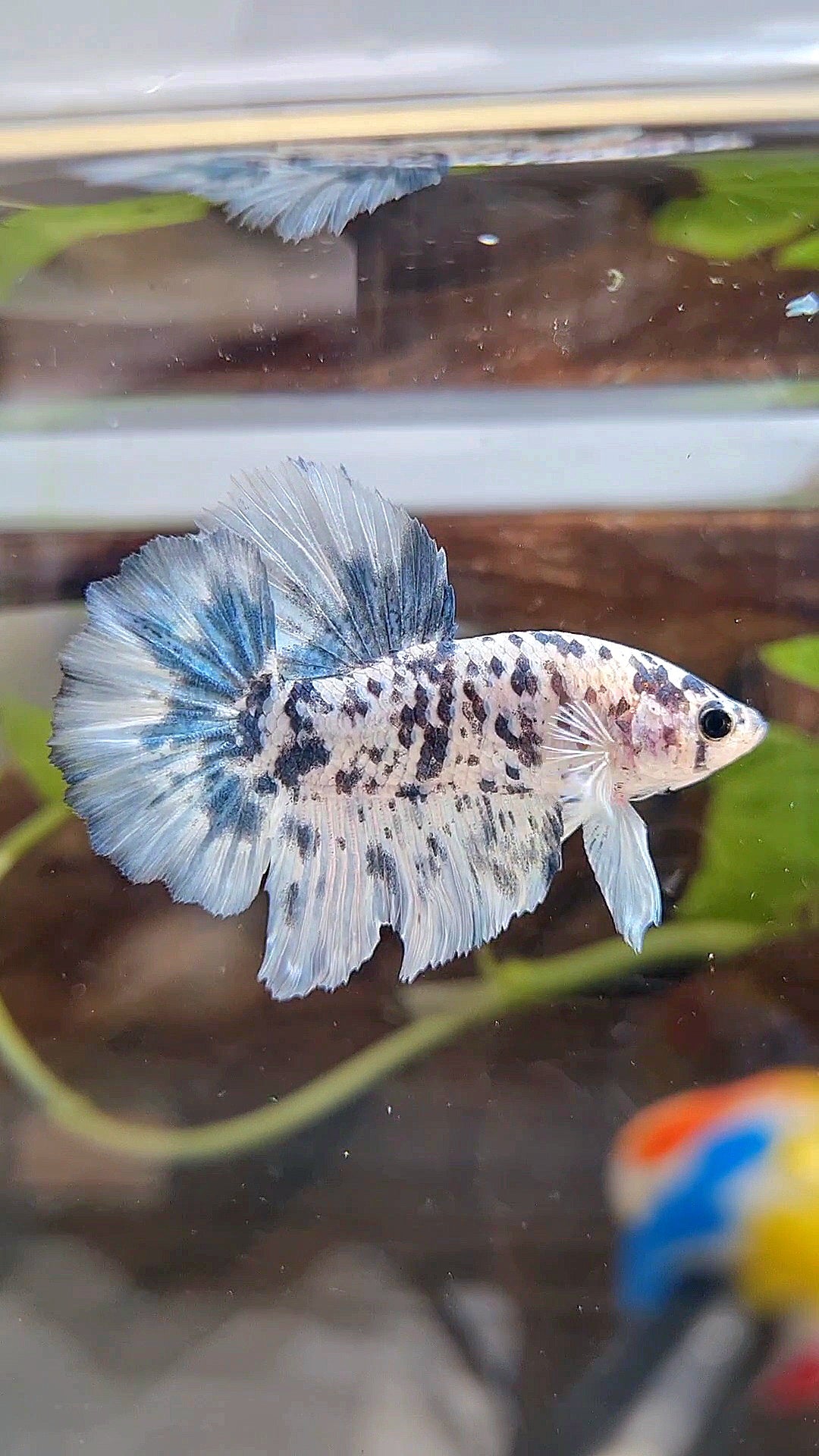 HALFMOON ROSETAIL SUPER DOTS BLUE MARBLE BETTA FISH