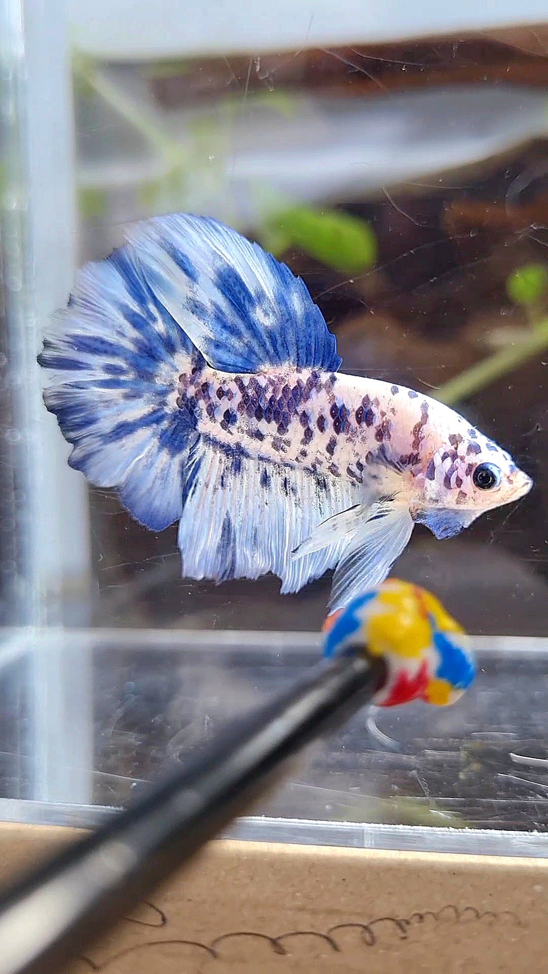 HALFMOON SUPER DOTS BLUE MARBLE BETTA FISH