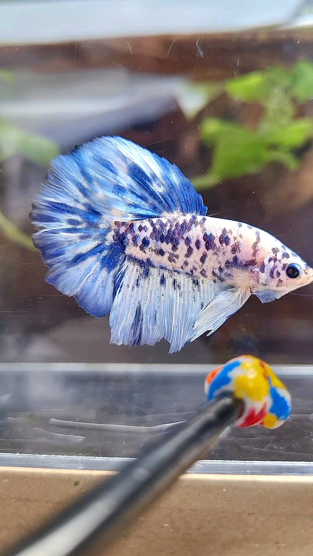 HALFMOON SUPER DOTS BLUE MARBLE BETTA FISH