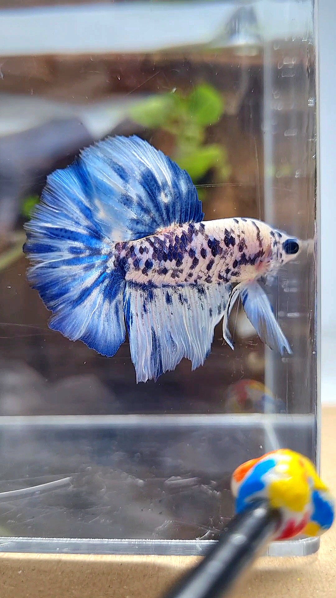 HALFMOON SUPER DOTS BLUE MARBLE BETTA FISH