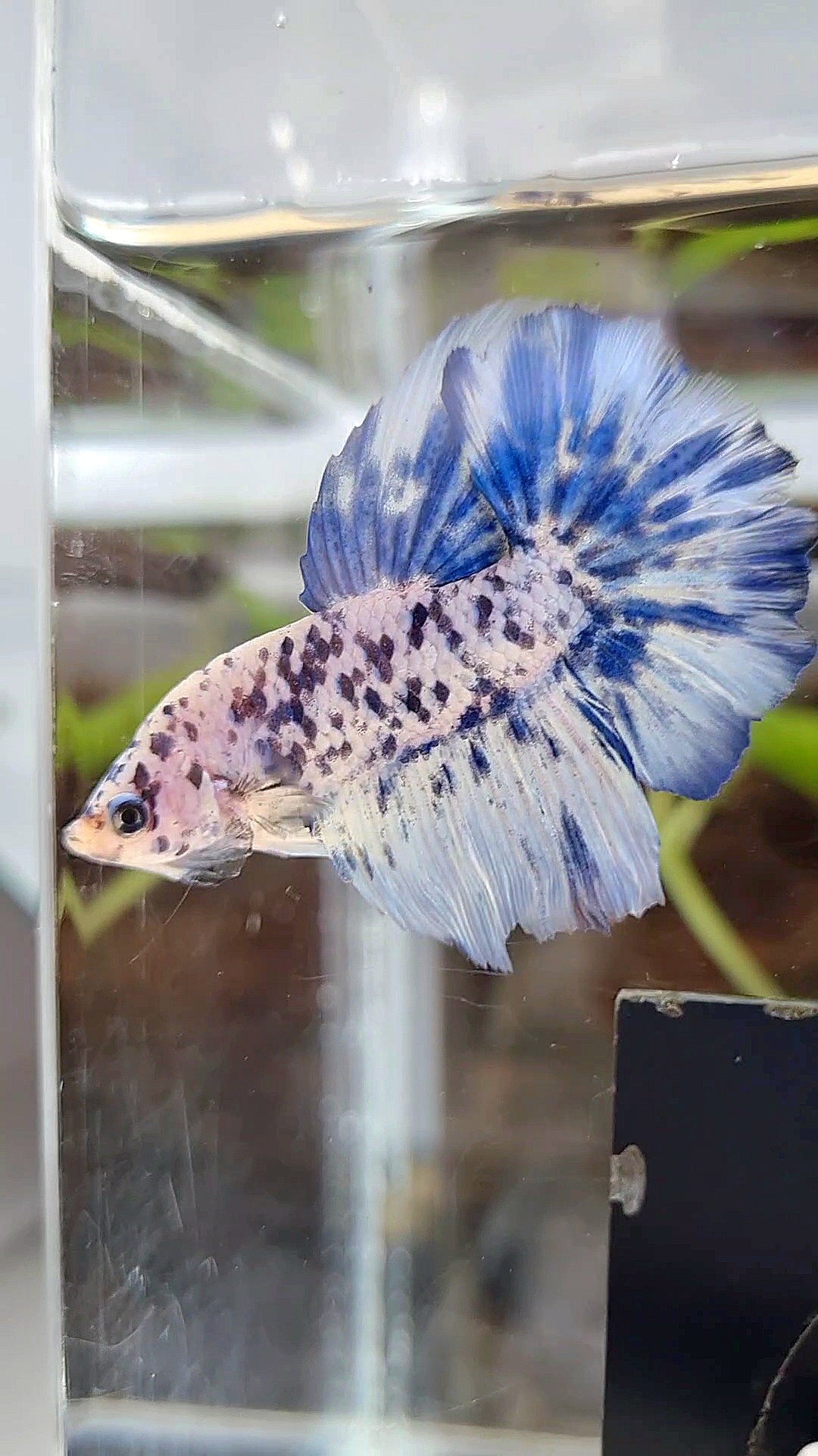 HALFMOON SUPER DOTS BLUE MARBLE BETTA FISH