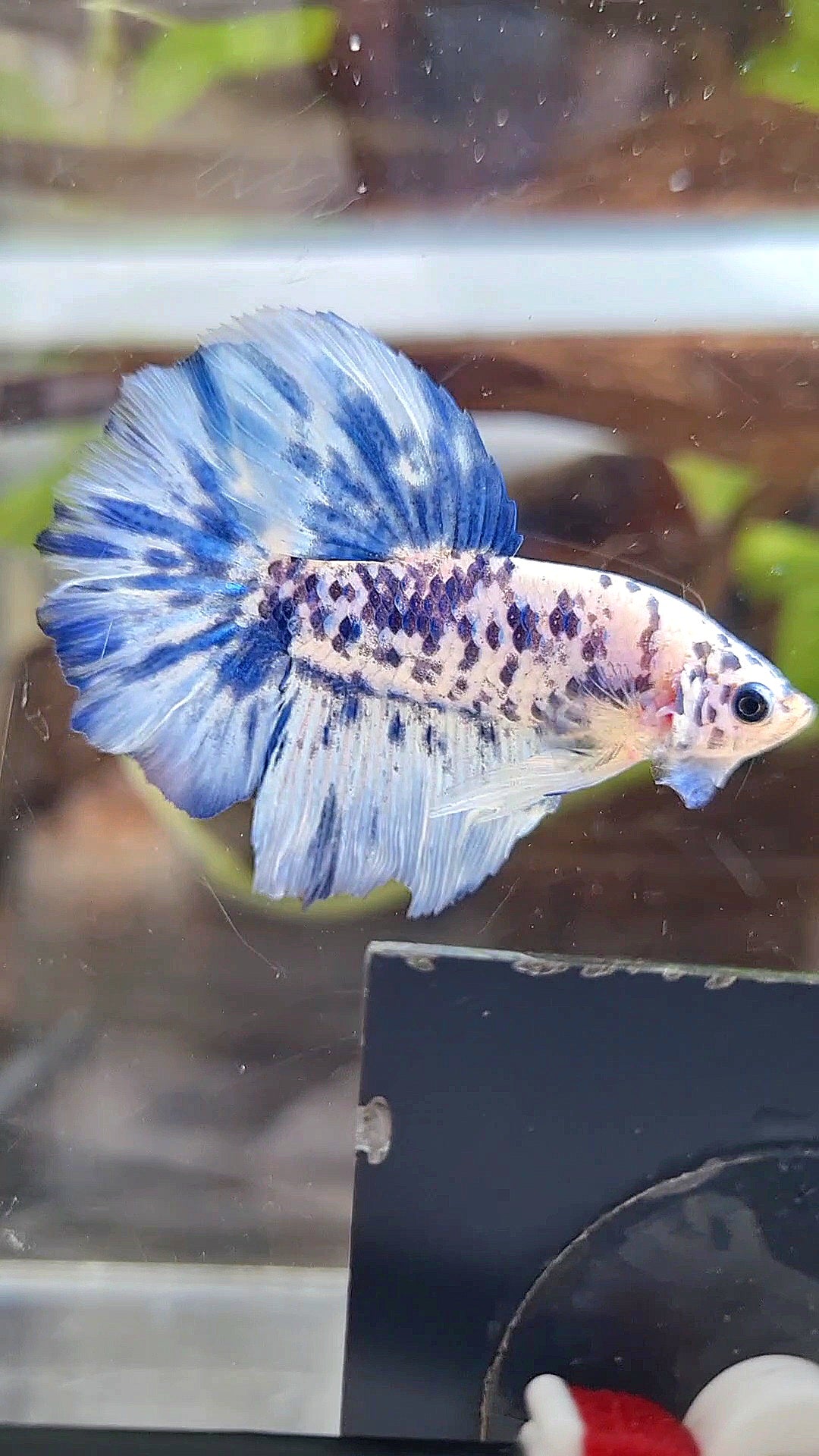 HALFMOON SUPER DOTS BLUE MARBLE BETTA FISH