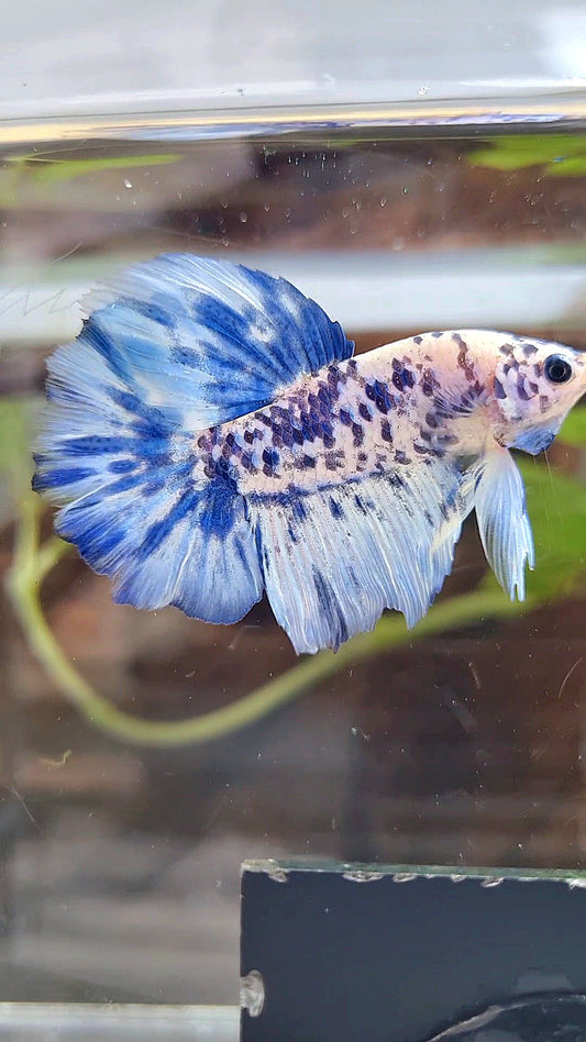 HALFMOON SUPER DOTS BLUE MARBLE BETTA FISH