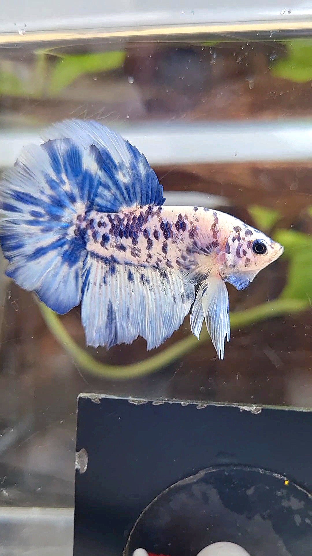 HALFMOON SUPER DOTS BLUE MARBLE BETTA FISH