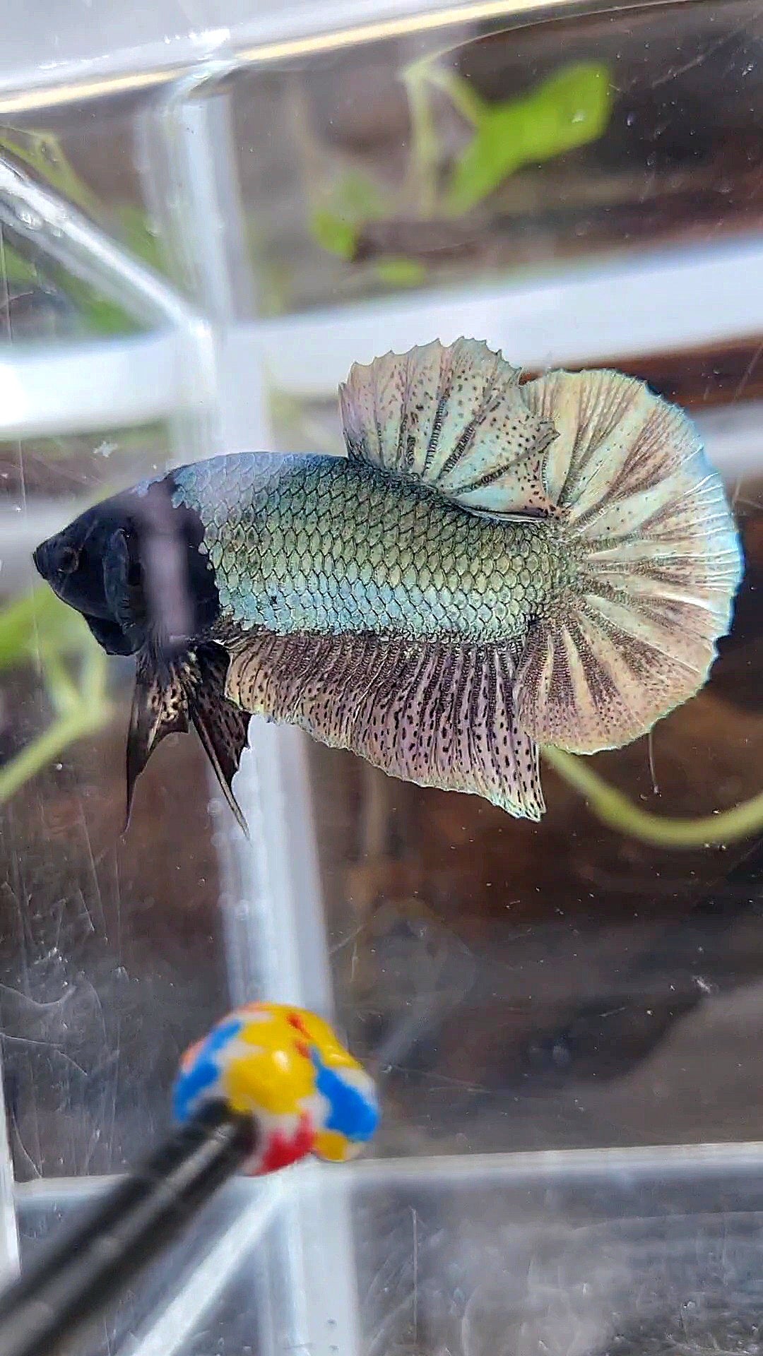 PLAKAT BLACK FACE UNIQUE COPPER ARMY BETTA FISH