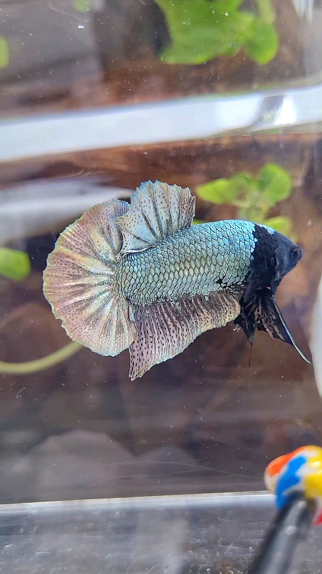 PLAKAT BLACK FACE UNIQUE COPPER ARMY BETTA FISH