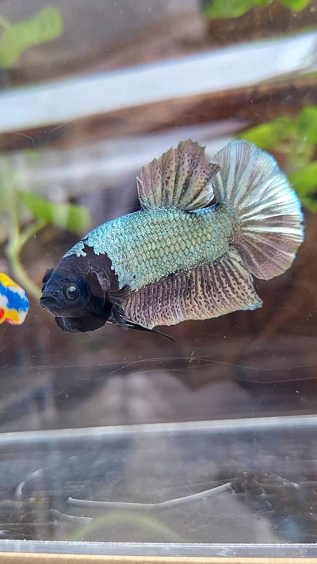 PLAKAT BLACK FACE UNIQUE COPPER ARMY BETTA FISH
