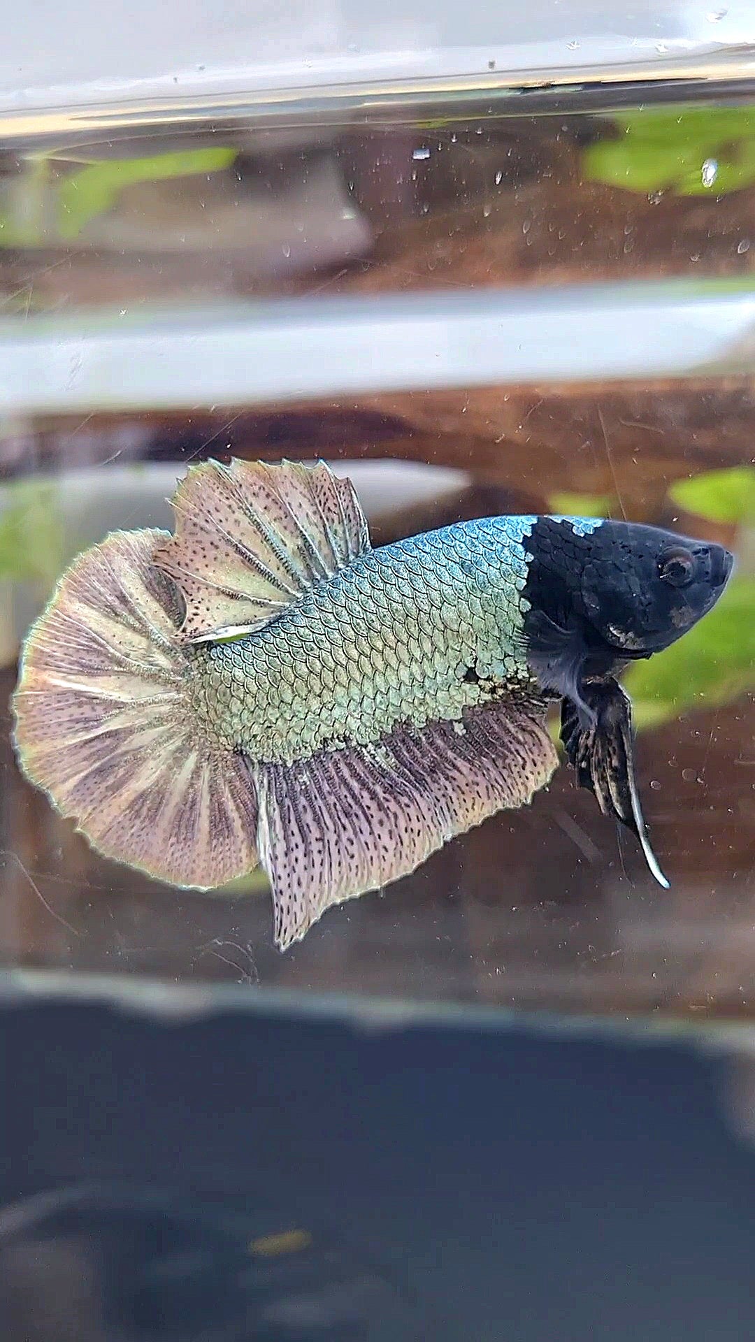 PLAKAT BLACK FACE UNIQUE COPPER ARMY BETTA FISH