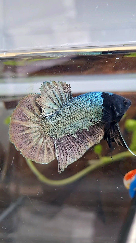 PLAKAT BLACK FACE UNIQUE COPPER ARMY BETTA FISH