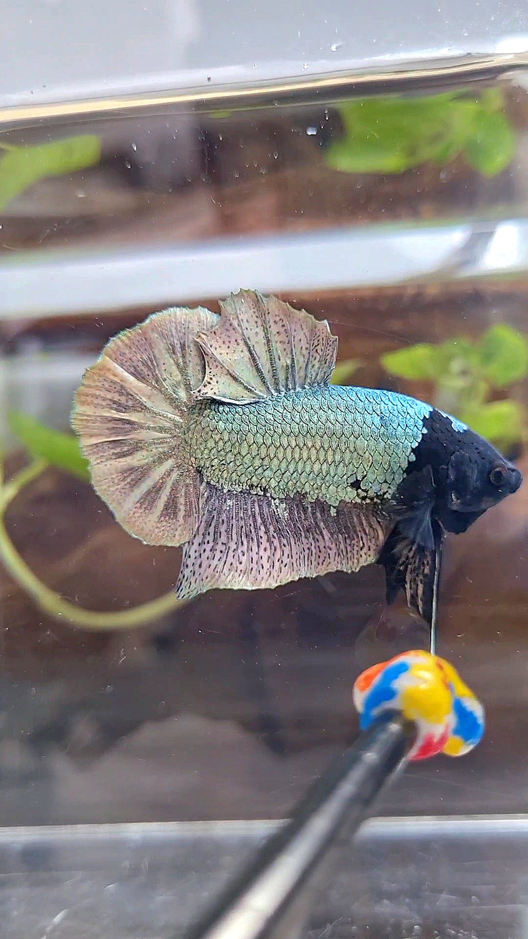 PLAKAT BLACK FACE UNIQUE COPPER ARMY BETTA FISH