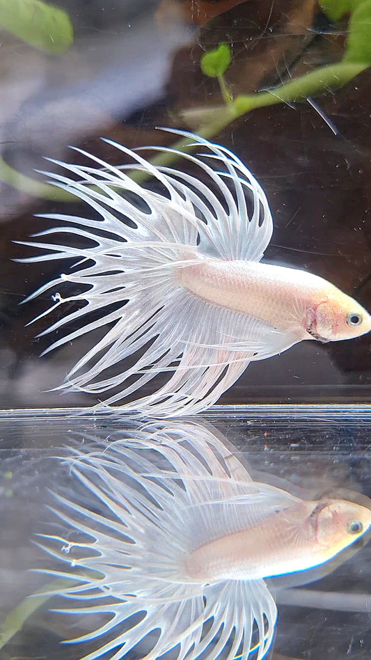 CROWNTAIL WHITE PLATINUM BETTA FISH