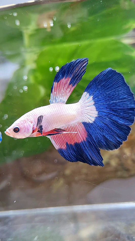 HALFMOON PINK FLAMINGGO BLUE RIM PATTERN BETTA FISH