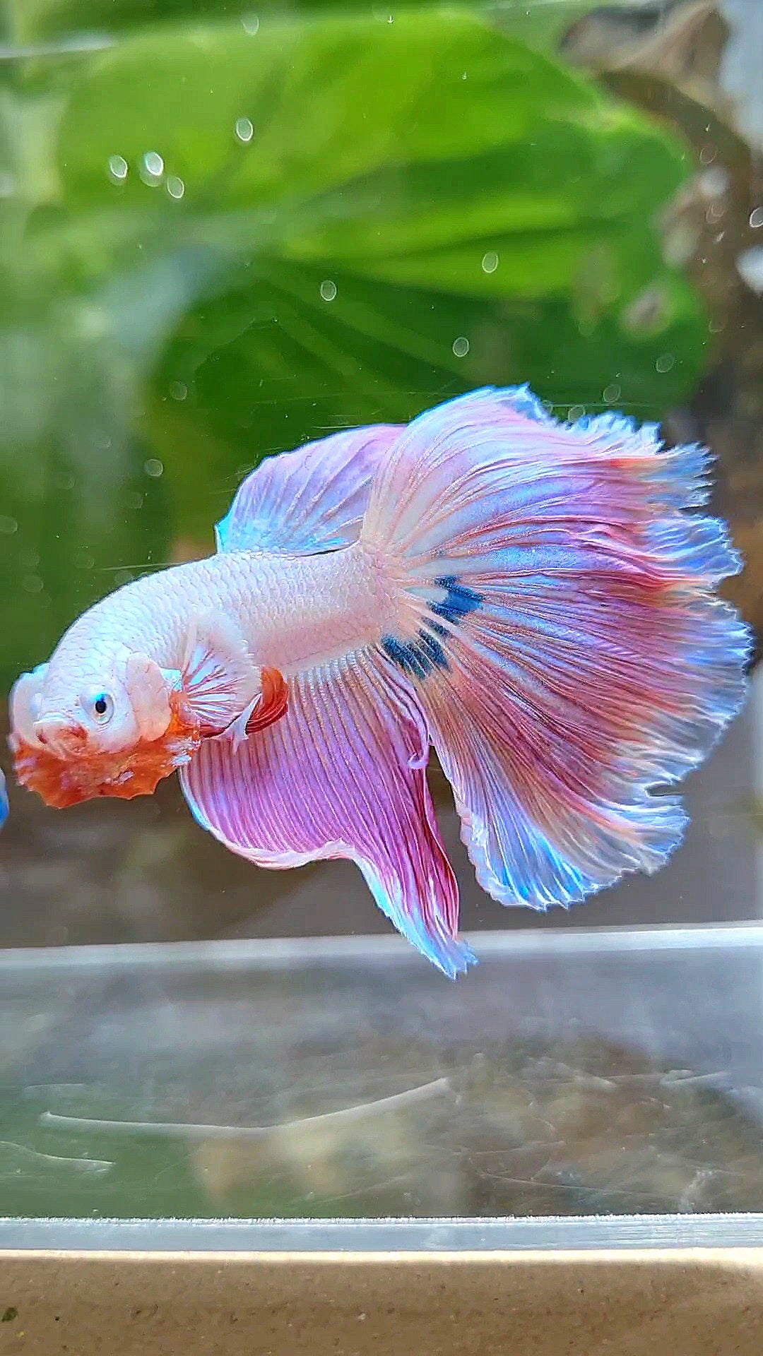 HALFMOON ROSETAIL PINK RIM UNICORN BETTA FISH