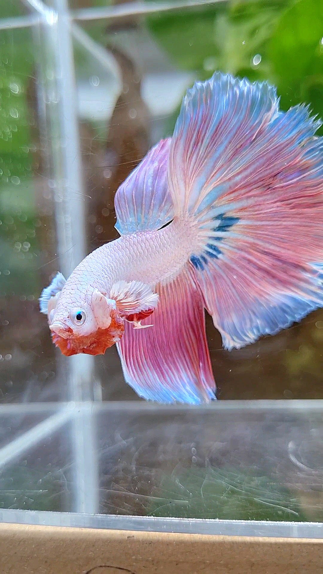 HALFMOON ROSETAIL PINK RIM UNICORN BETTA FISH