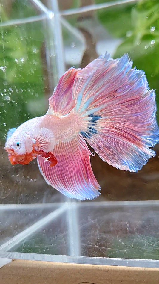 HALFMOON ROSETAIL PINK RIM UNICORN BETTA FISH