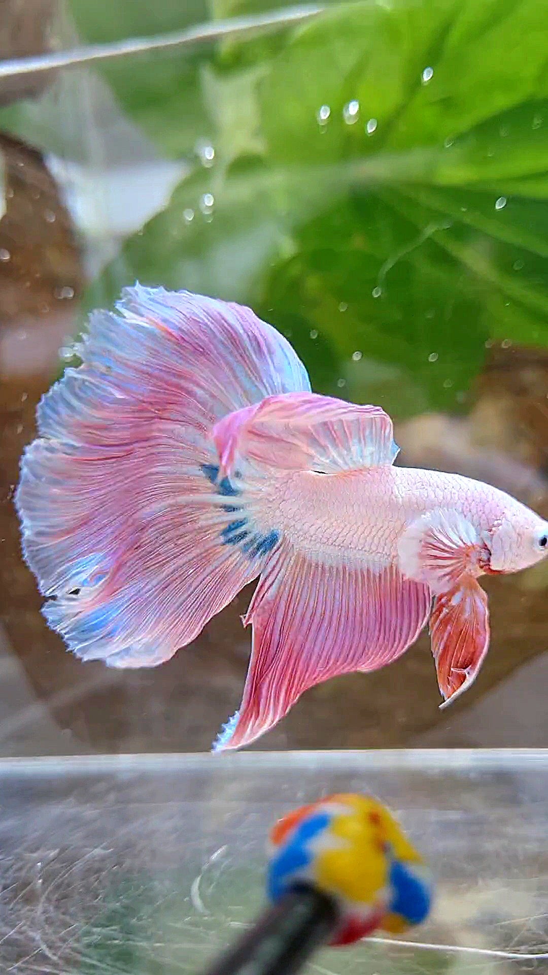 HALFMOON ROSETAIL PINK RIM UNICORN BETTA FISH