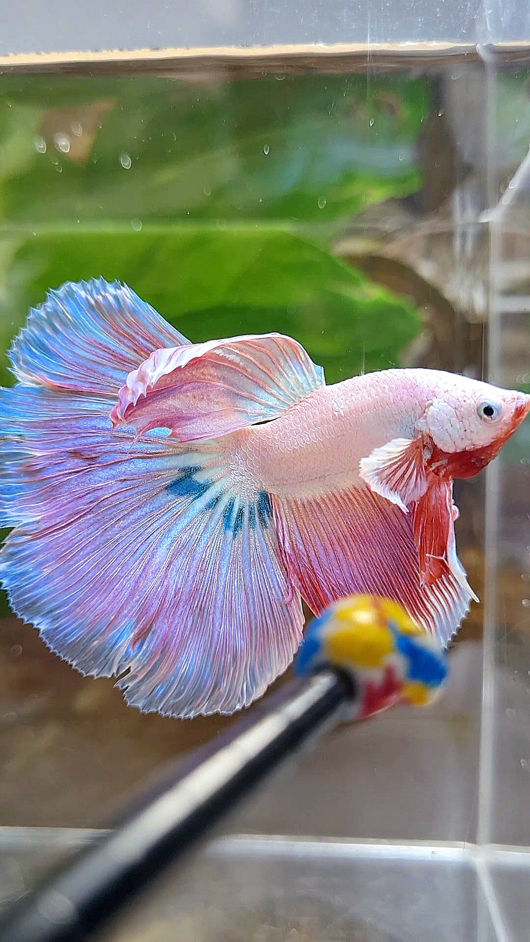 HALFMOON ROSETAIL PINK RIM UNICORN BETTA FISH