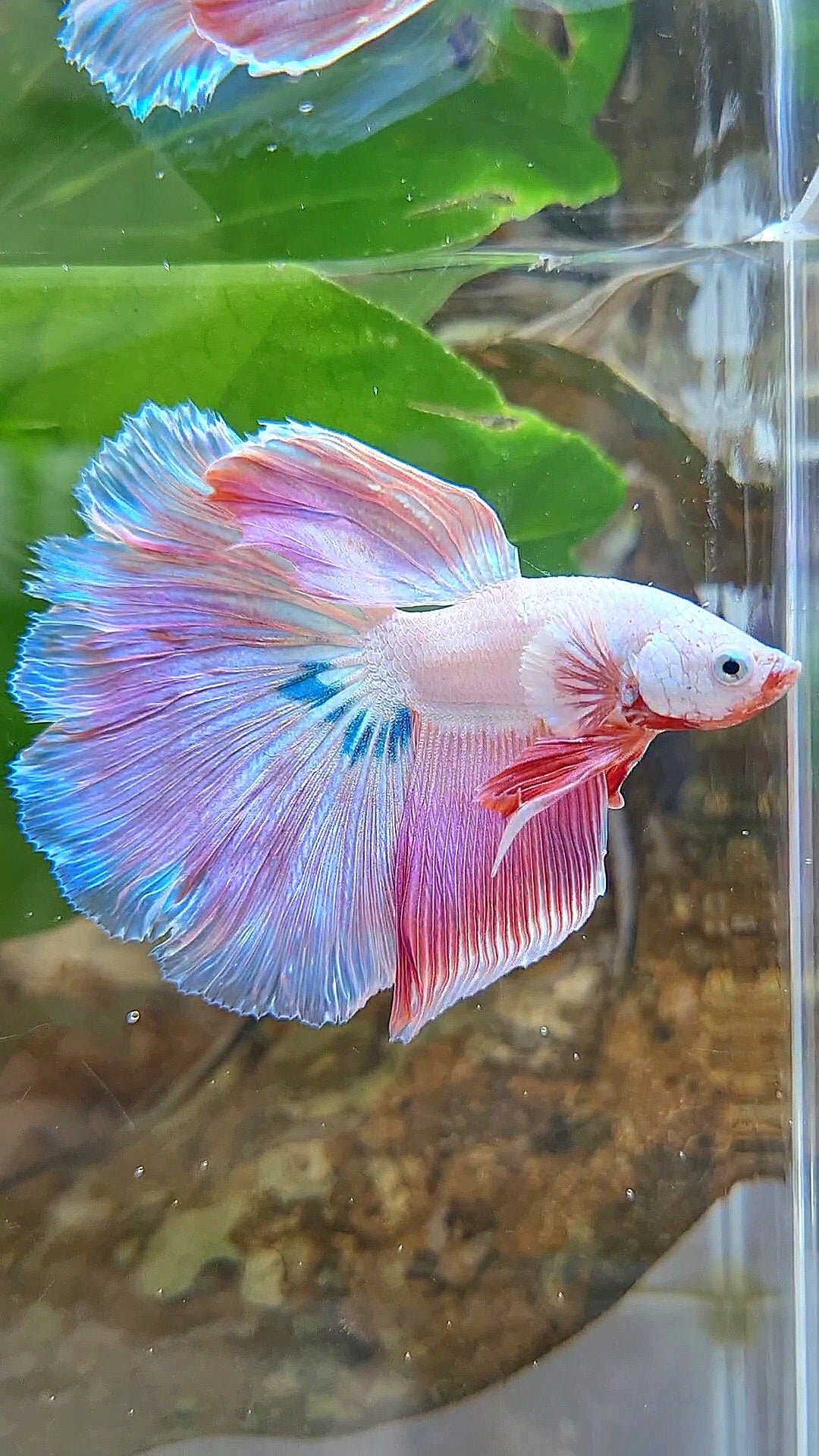 HALFMOON ROSETAIL PINK RIM UNICORN BETTA FISH