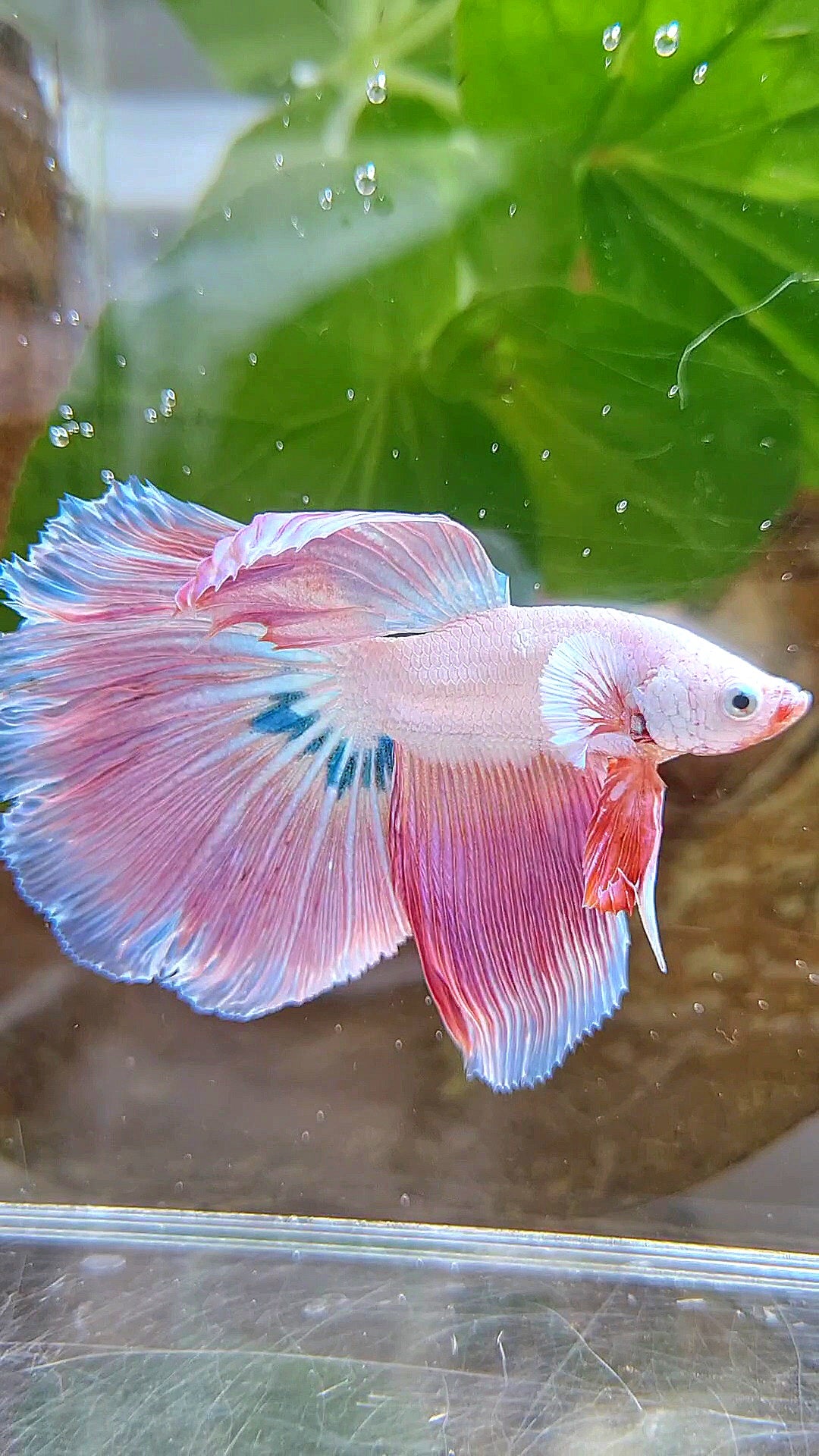HALFMOON ROSETAIL PINK RIM UNICORN BETTA FISH
