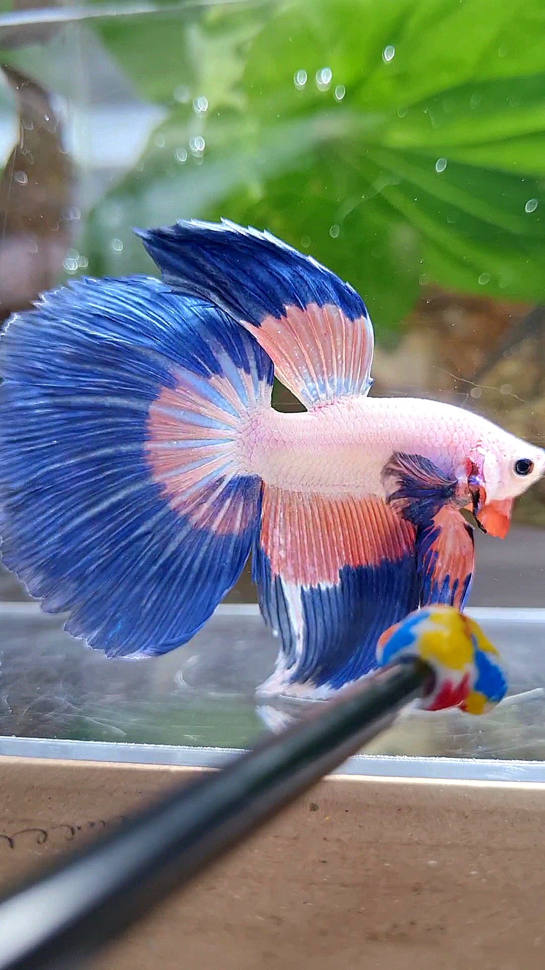HALFMOON BLUE PINK RIM FLAMINGGO PATTERN BETTA FISH
