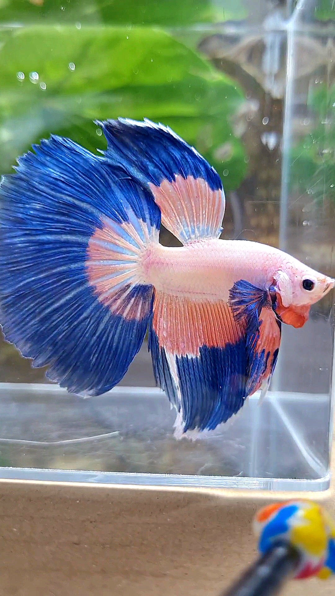 HALFMOON BLUE PINK RIM FLAMINGGO PATTERN BETTA FISH