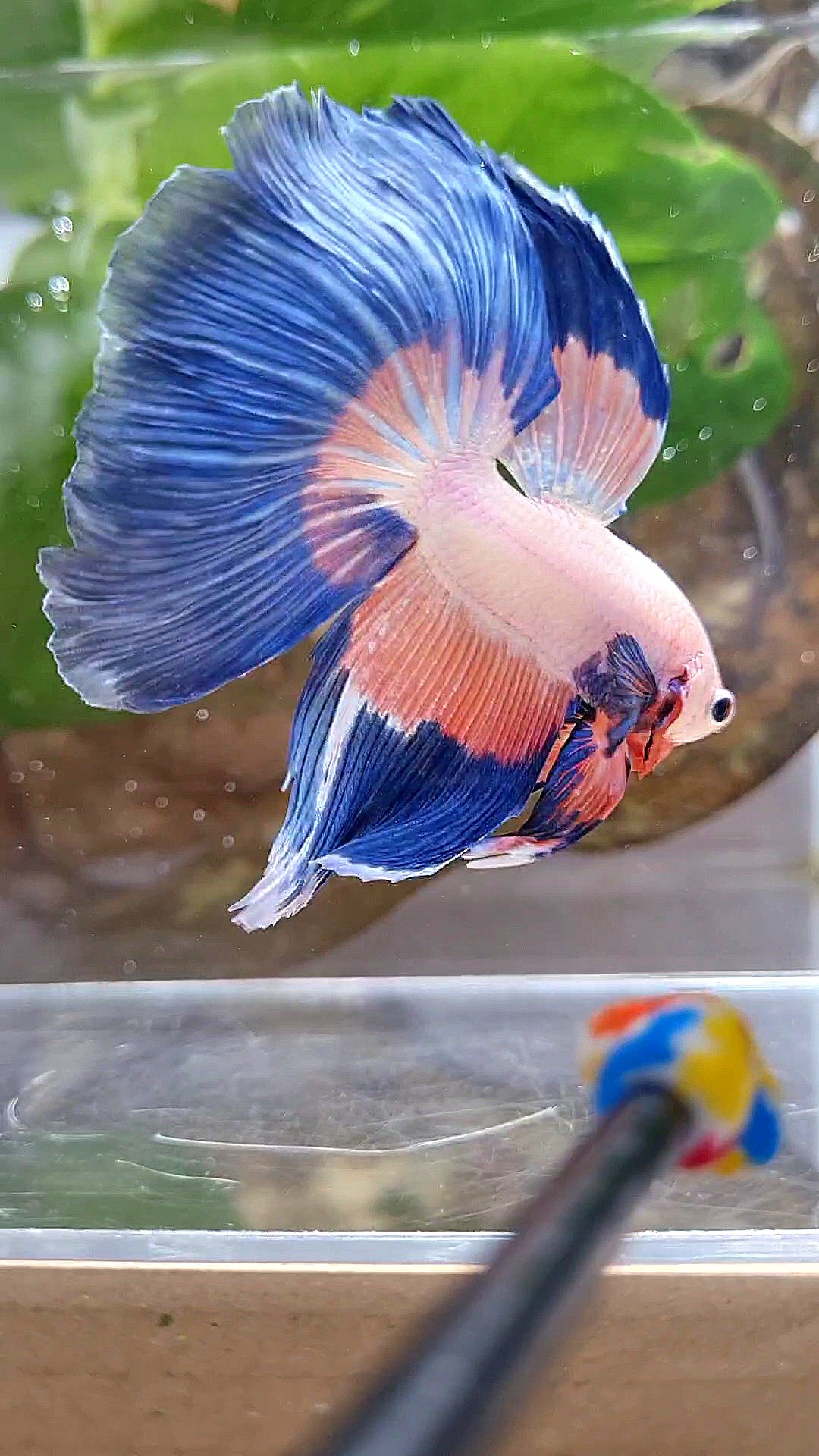 HALFMOON BLUE PINK RIM FLAMINGGO PATTERN BETTA FISH