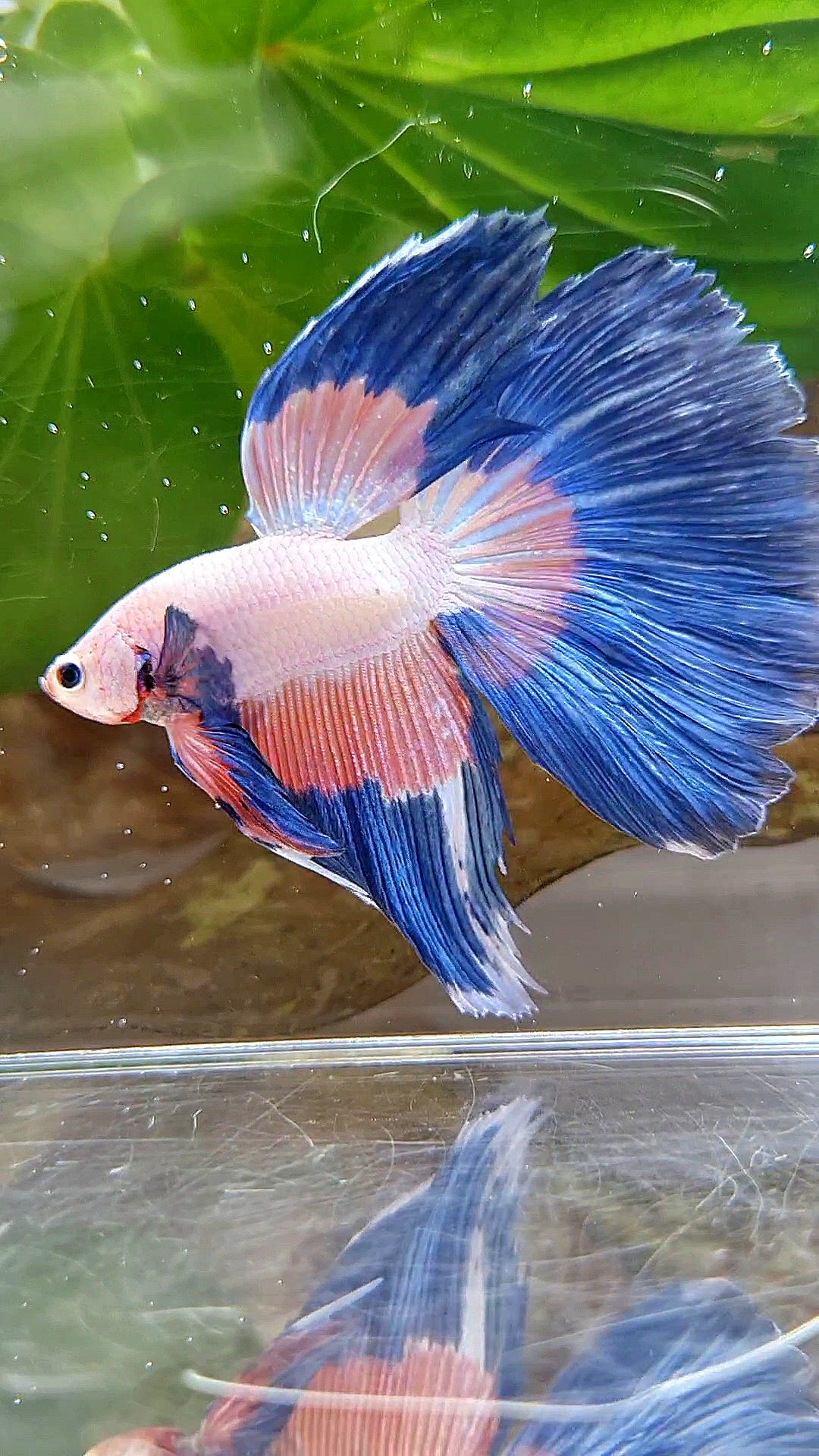 HALFMOON BLUE PINK RIM FLAMINGGO PATTERN BETTA FISH