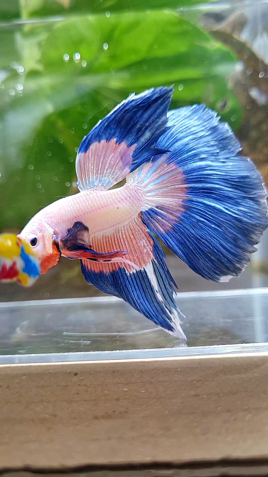 HALFMOON BLUE PINK RIM FLAMINGGO PATTERN BETTA FISH